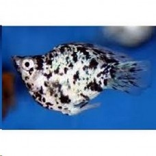 Peixe molinesia dalmata (ph 7.4)