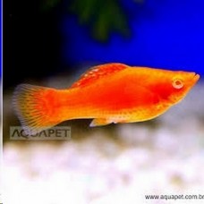 Peixe molinesia dalmata red (ph 7.4)