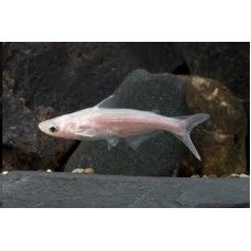 Peixe pangassus albino p