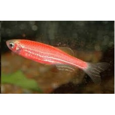 Peixe paulistinha pink (rosa - ph 7.0)