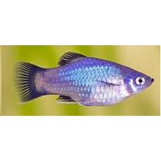 Peixe platy azul (ph 7.0)