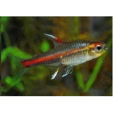 Peixe tetra glow ligth (ph 7.0)