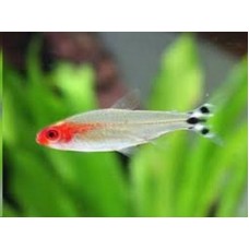 Peixe tetra rodostomus (ph 6.6)