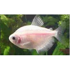 Peixe tetra rosa (ph6.6)