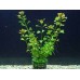 Planta natural cabomba-elodea-ludwigia-valisneria