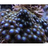 Coral soft - zoanthus baby black blue - muda m