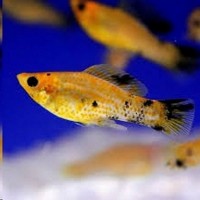 Peixe molinesia tigre (ph 7.4)